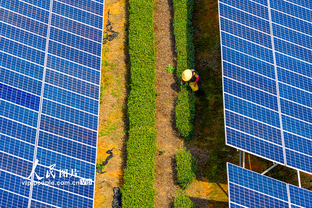 浙江嵊州：茶园光伏发电站“照亮”茶农致富路【6】