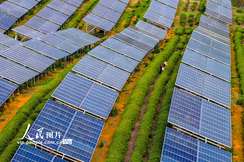 浙江嵊州：茶园光伏发电站“照亮”茶农致富路【7】