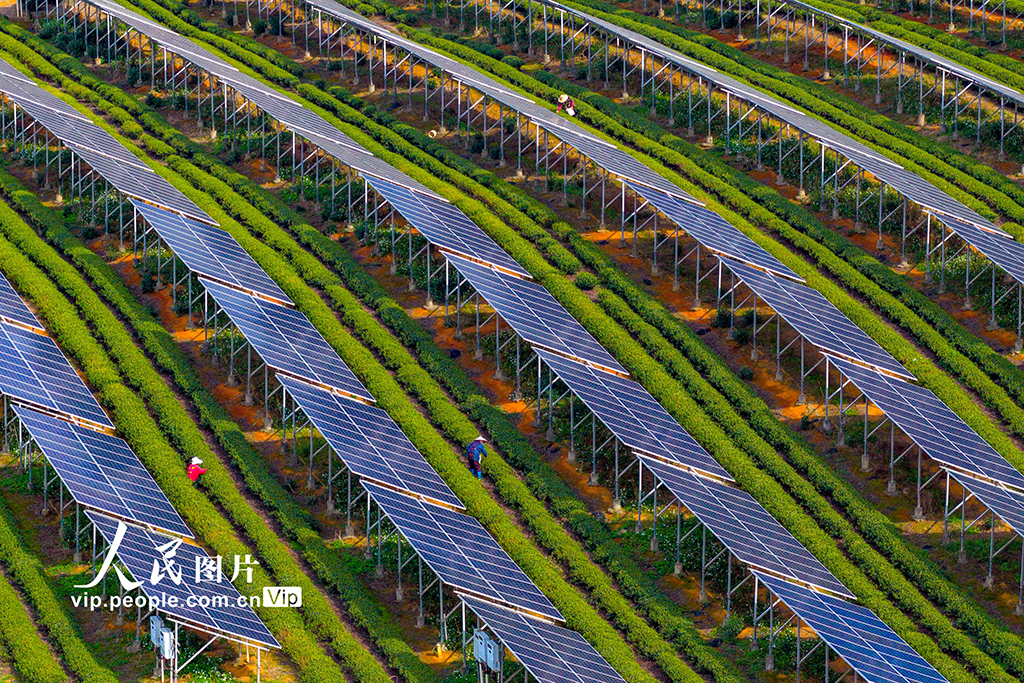 浙江嵊州：茶园光伏发电站“照亮”茶农致富路【8】