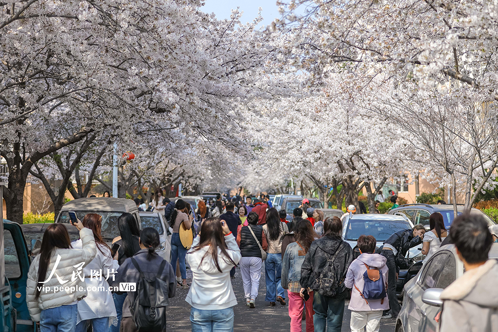 山东青岛:樱花盛开醉游人【4】