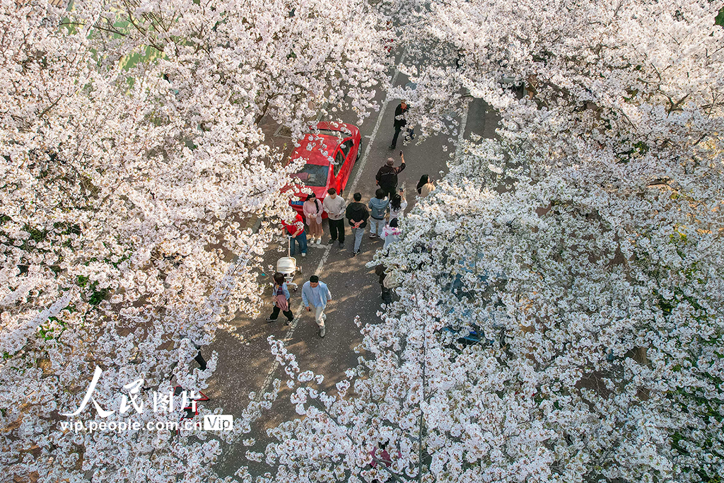 山东青岛：樱花盛开醉游人【2】