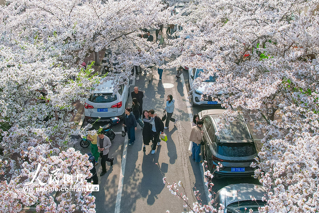 山东青岛:樱花盛开醉游人【3】