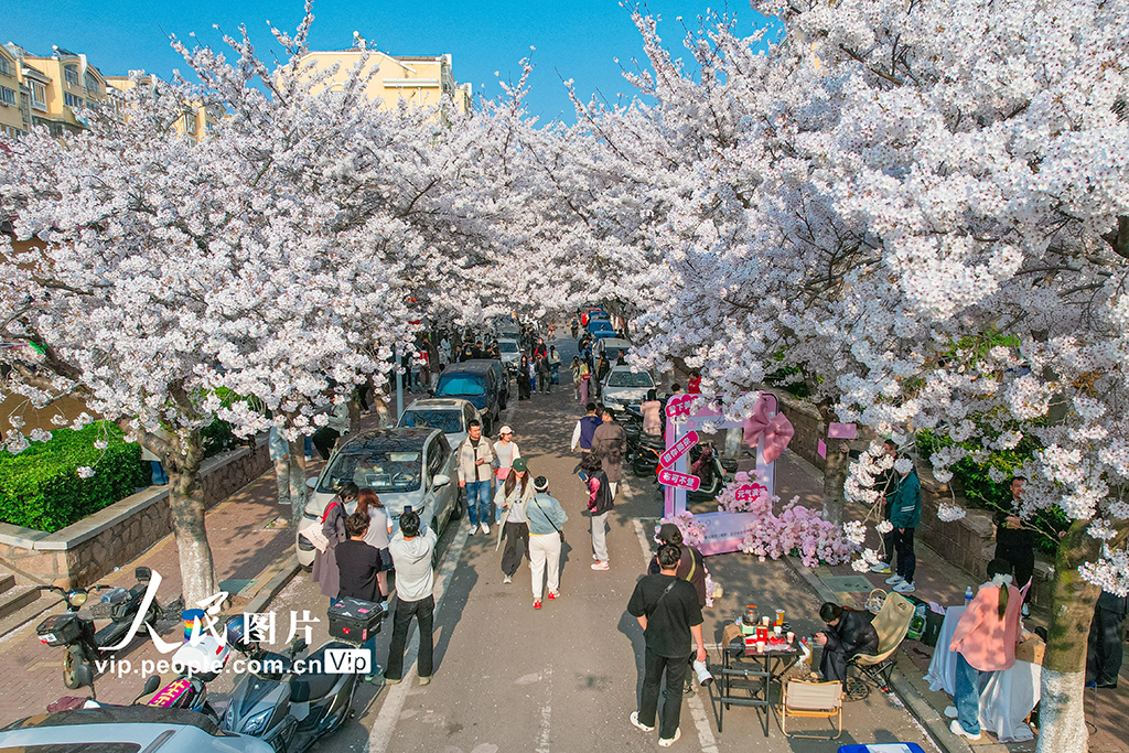 山东青岛：樱花盛开醉游人【5】