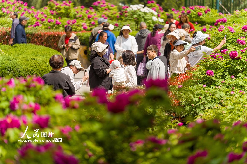 陕西西安：牡丹花开迎客来【3】