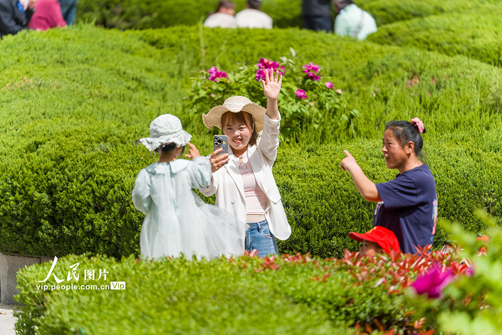 陕西西安：牡丹花开迎客来【5】