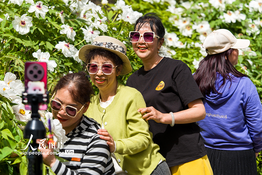 陕西西安：牡丹花开迎客来【7】