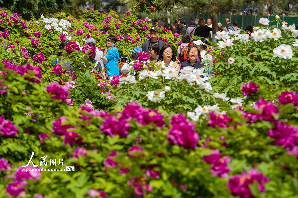 陕西西安：牡丹花开迎客来【2】