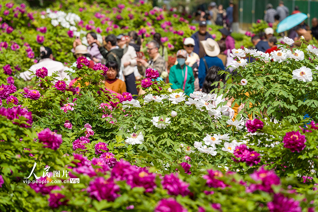 陕西西安：牡丹花开迎客来【4】