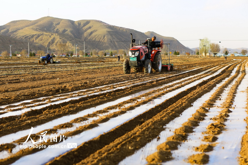 宁夏西吉:旋耕覆膜忙春种【3】