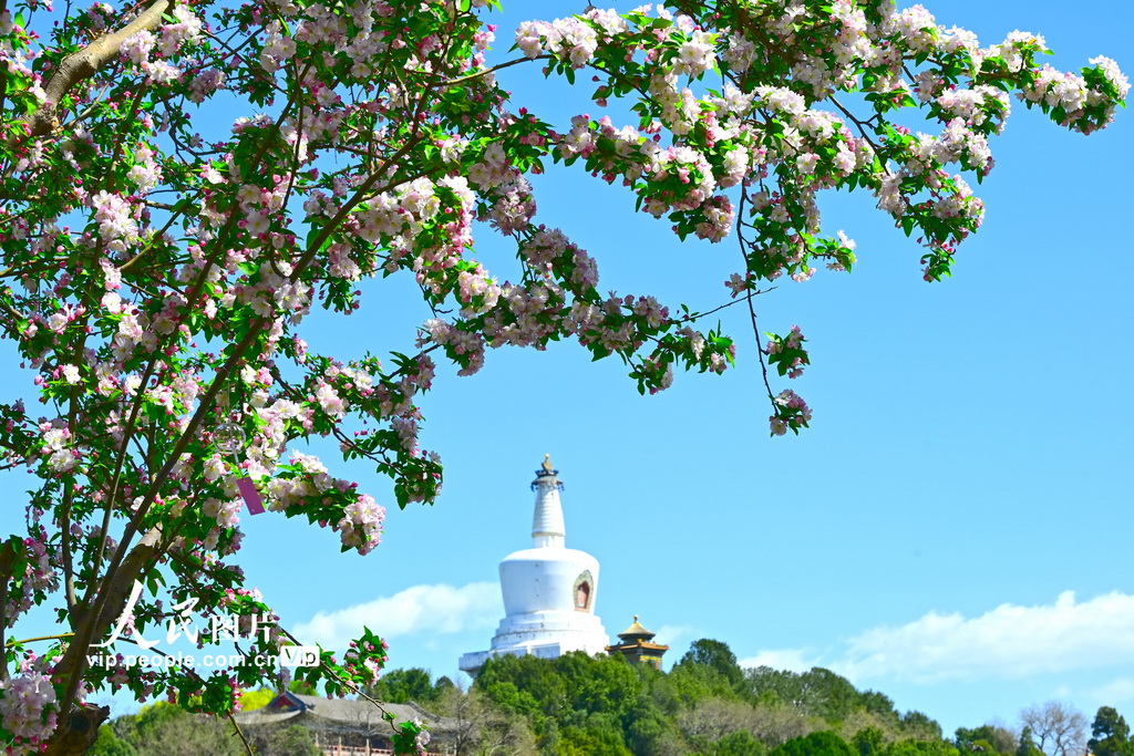 北京北海公园海棠花开【5】