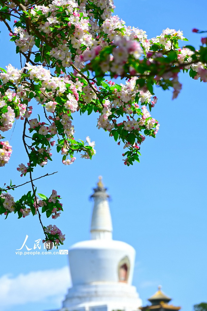 北京北海公园海棠花开【2】