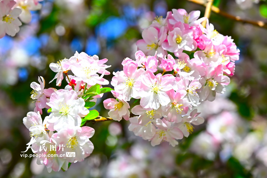 北京北海公园海棠花开【3】