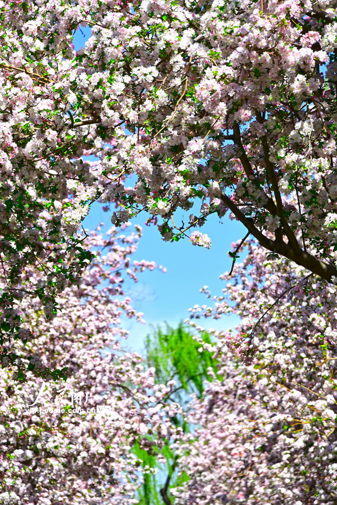 北京北海公园海棠花开【4】