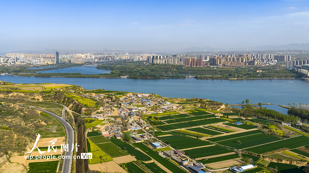 河南三门峡：春染黄河岸【6】