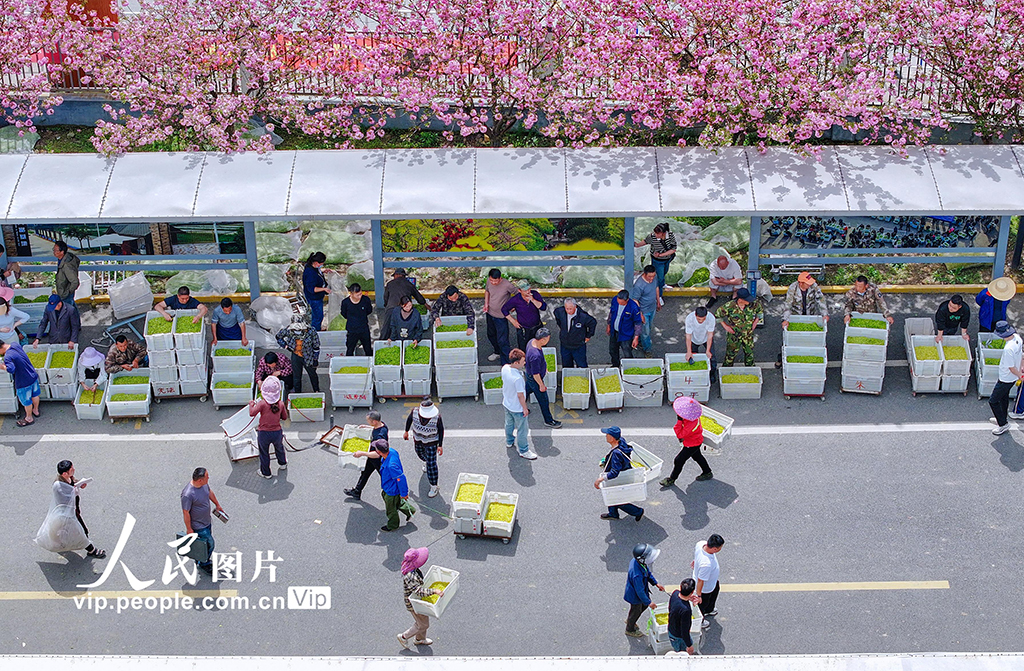 浙江长兴：春茶交易【3】