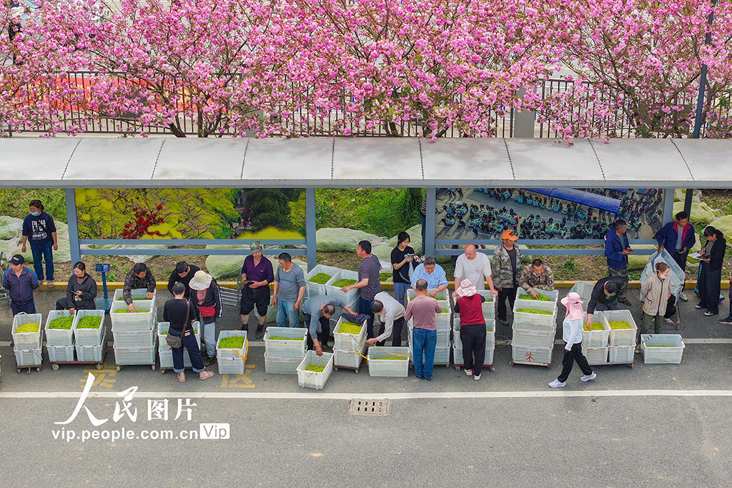 浙江长兴：春茶交易【2】