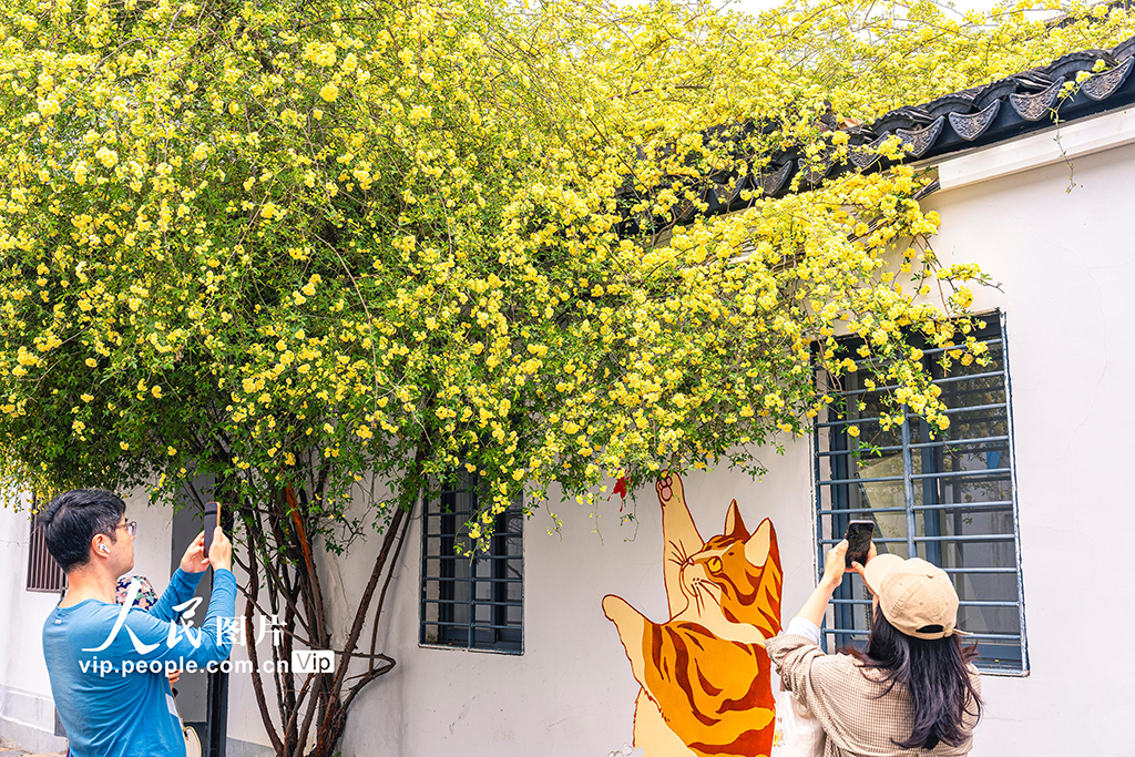 江苏苏州：木香花开【2】