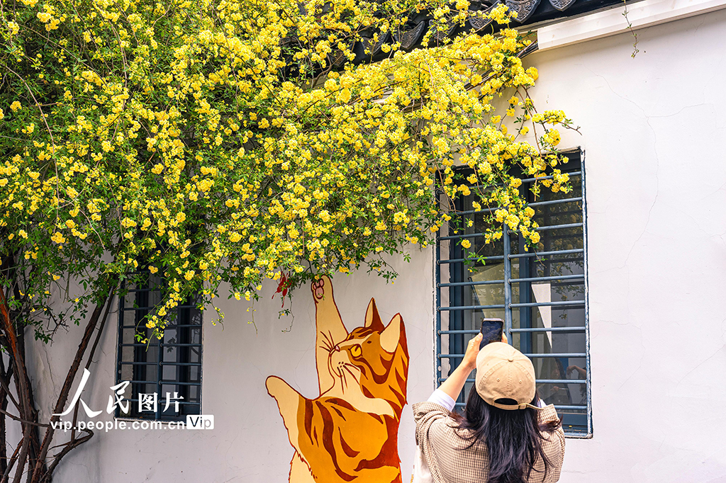 江苏苏州：木香花开【5】