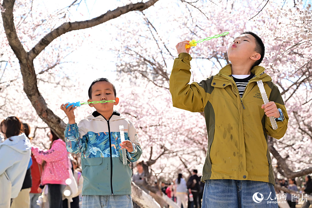 2026年4月5日，内蒙古呼和浩特市公主府公园桃花盛开，小朋友在公园里玩耍。人民网记者 寇雅楠摄