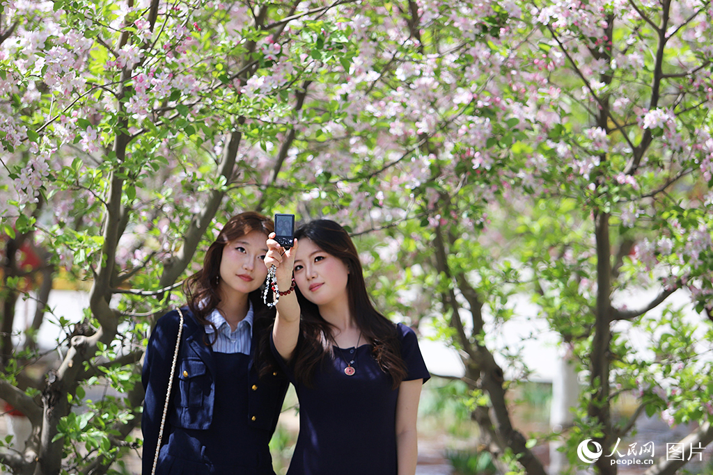 2026年4月5日，甘肃兰州雁滩公园内海棠花开满枝，吸引市民踏青赏花。人民网记者 米媛摄