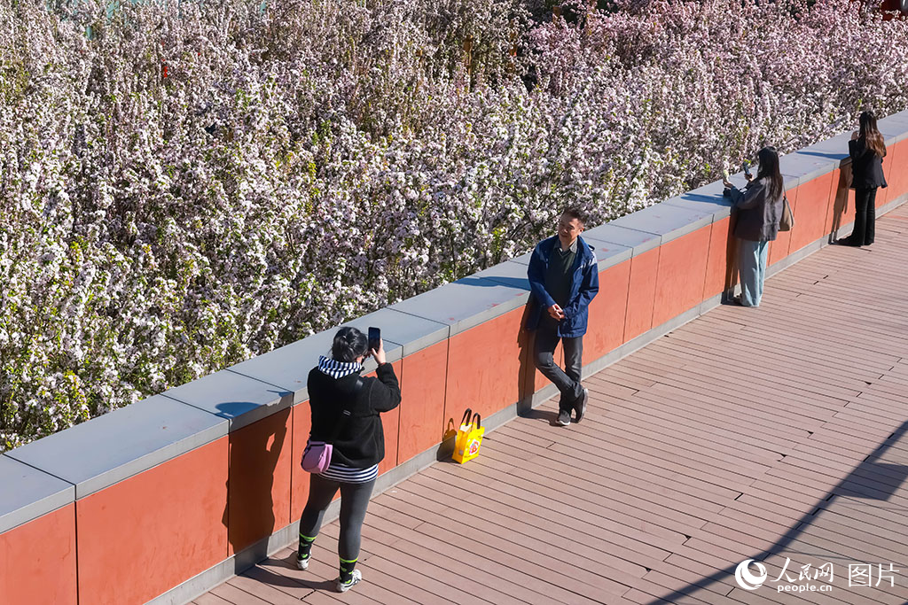2026年4月5日,在北京奥林匹克公园,游客们于新奥购物中心旁赏花打卡。春日繁花拉动文旅消费,彰显了“赏花经济”在赋能城市商业、激发消费活力方面的积极作用。人民网 席彪摄