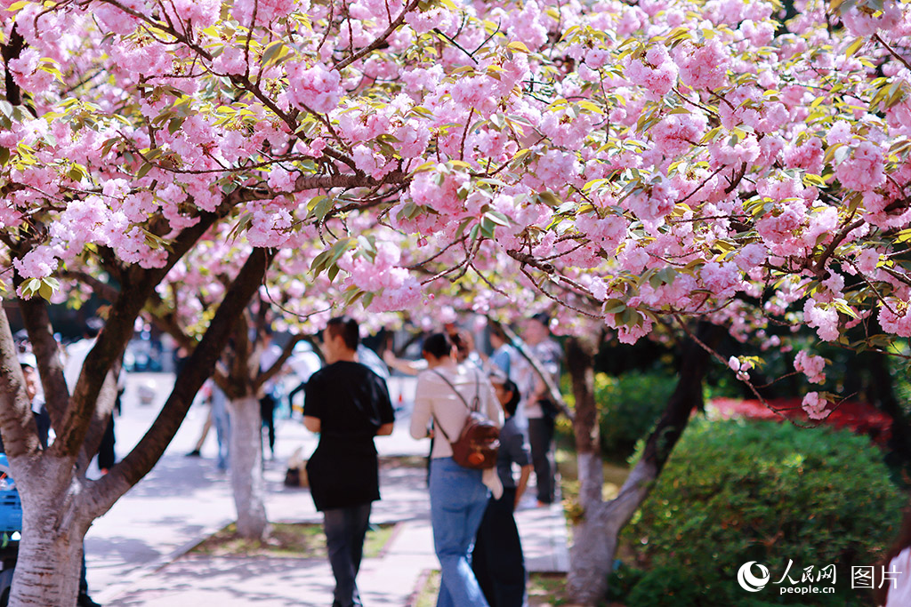 2026年4月5日，安徽合肥，中国科学技术大学校园内晚樱绽放，吸引不少市民游客前来观赏。人民网记者 王晓飞摄