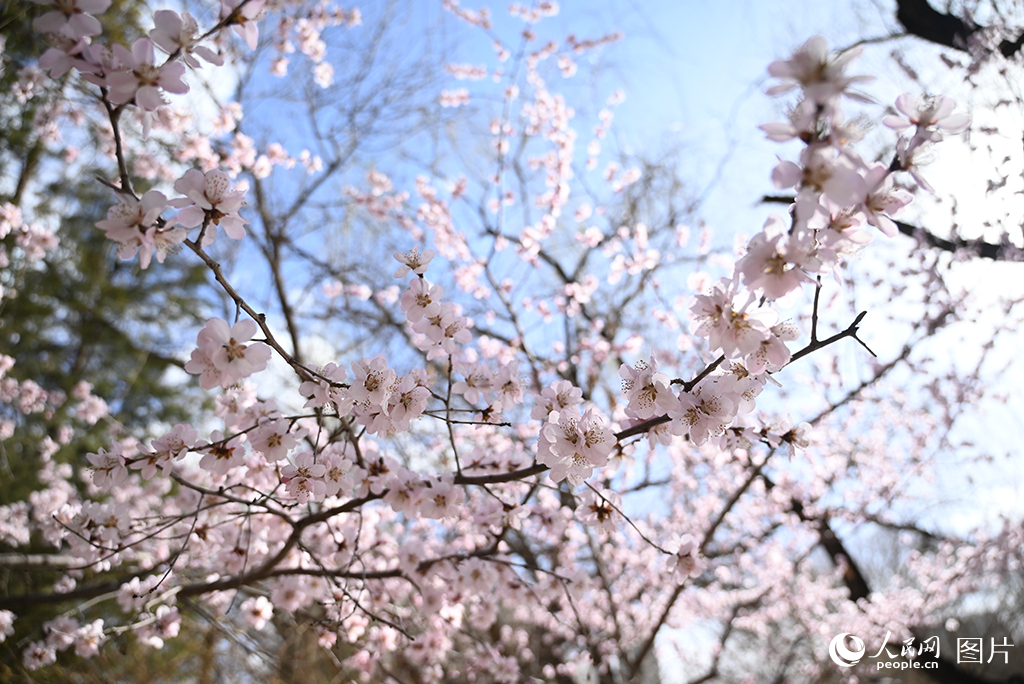 2026年4月3日，内蒙古呼和浩特市春寒料峭，满都海公园山桃花初绽枝头。人民网记者 刘艺琳摄