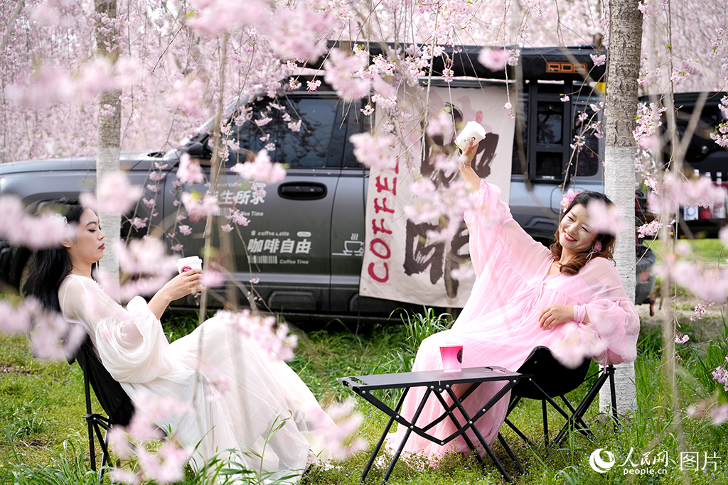 2026年4月2日,位于陕西西安鄠邑区甘河街道的丁村樱花园内,游客在垂枝樱花树下体验“移动咖啡车”的惬意时光。人民网记者 邹星摄