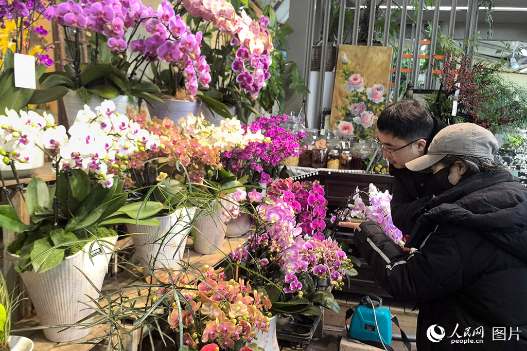 清明时节,吉林多地雪花纷飞,户外寒意袭人。而在松原市一处村庄的温室花园里,却是暖意融融、鲜花盛开,吸引了不少市民前来赏花选购。各色花卉争奇斗艳,市民徜徉其中,在芬芳中感受别样的春意。随着乡村温室经济持续升温,“赏花+购花”不仅丰富了市民休闲生活,也成为带动村庄增收、助力乡村振兴的“花样引擎”。人民网记者 王海跃摄