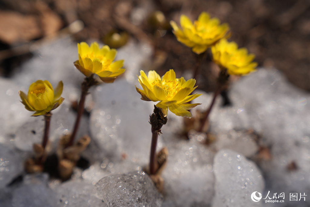2026年3月29日,在吉林长春净月潭国家森林公园,被誉为“东北报春第一花”的冰凌花已悄然绽放,吸引众多游客前来观赏。冰凌花因顶冰开放而得名,每年初春,当东北大部分植物尚在“沉睡”,它便能敏锐感知春意,从冻土中萌发,率先开启生长周期。人民网记者 李洋摄