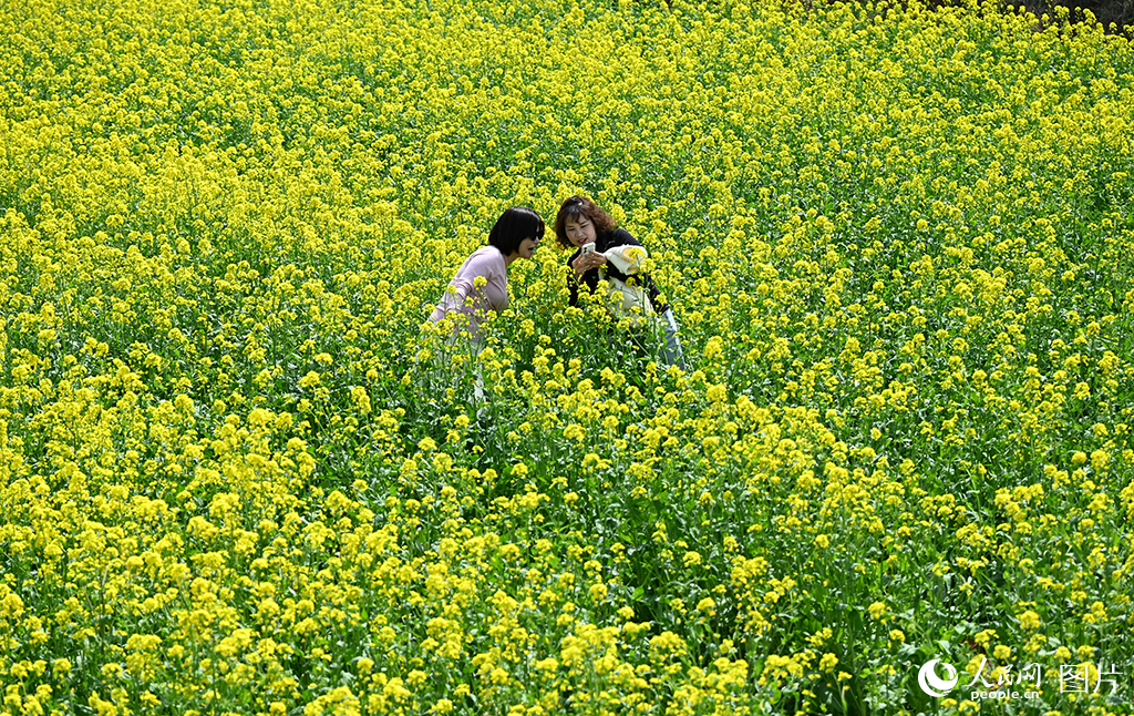 2026年3月25日，河南洛阳伊滨区万安山下，千亩油菜花盛开，吸引游客纷纷前来打卡拍照。人民网记者 王玉兴摄