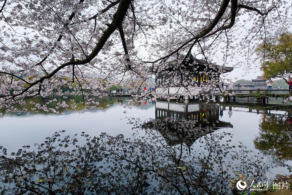 2026年3月24日,浙江杭州西湖景区曲院风荷的樱花如云似雪,依水绽放。人民网 章勇涛摄