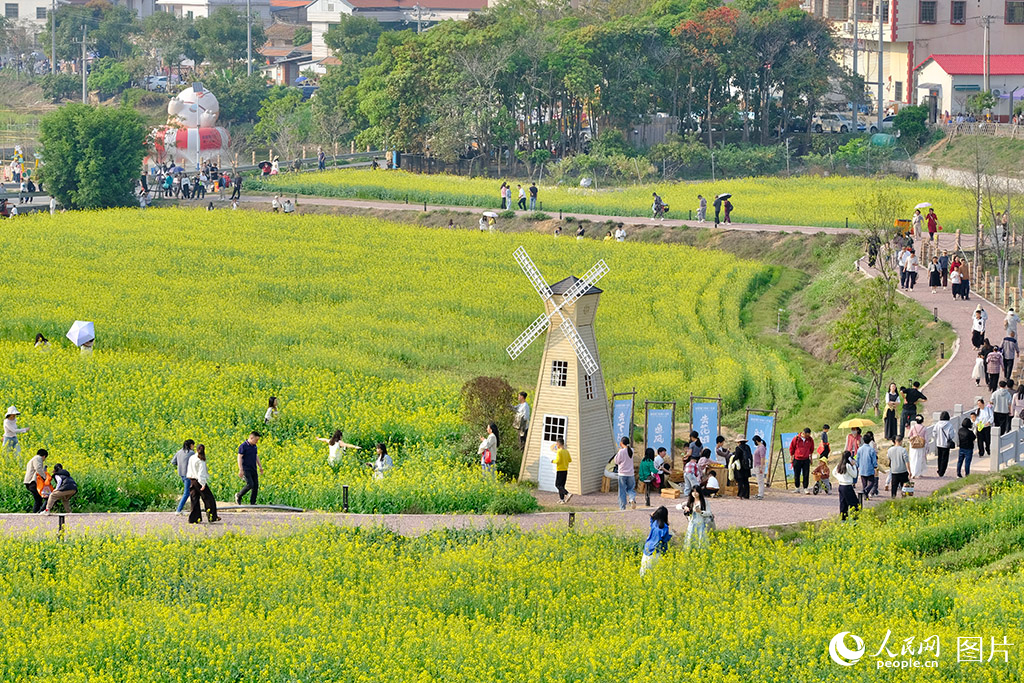 2026年3月24日,福建厦门海沧区下陈村,油菜花海游人如织。盛放的油菜花吸引众多游客,也为当地村民带来了可观的经济收益。人民网记者 陈博摄