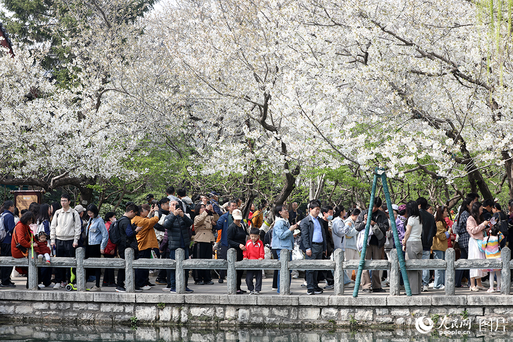 2026年3月22日，山东济南五龙潭公园内，樱花与碧水相映成景，吸引市民游客打卡拍照。人民网记者 刘祺摄