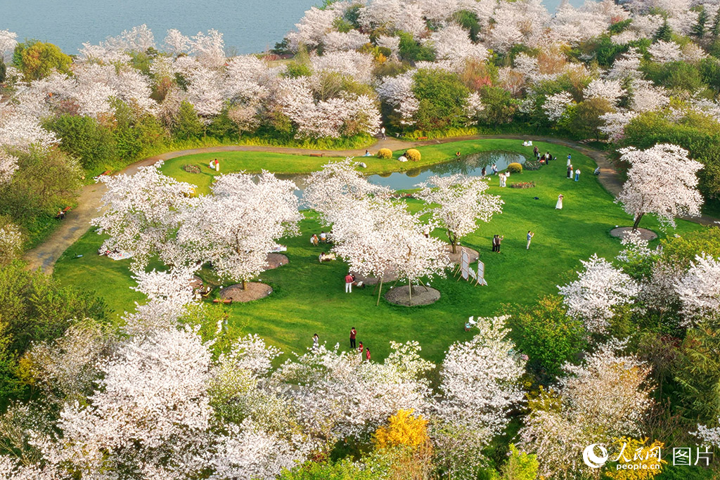 2026年3月22日,湖北荆州浅山森林美术园内,游客踏春赏景,漫步花海,感受春日生机。人民网记者 王郭骥摄