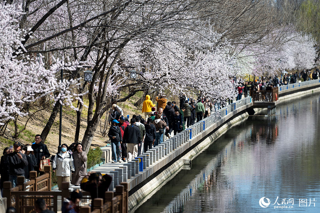 2026年3月18日,北京朝阳区十里堡二道沟河畔的山桃花竞相绽放,“水映桃花”的景致吸引众多市民游客前来赏花打卡。人民网记者 翁奇羽摄