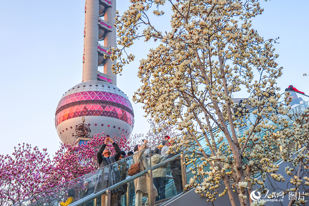 2026年3月13日,上海陆家嘴环岛,市民游客在拍摄玉兰花。人民网记者 王初摄