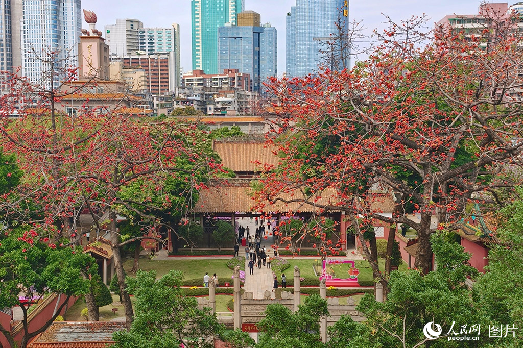 2026年3月12日,广州农讲所纪念馆内的木棉花盛放。人民网记者 王雅蝶摄