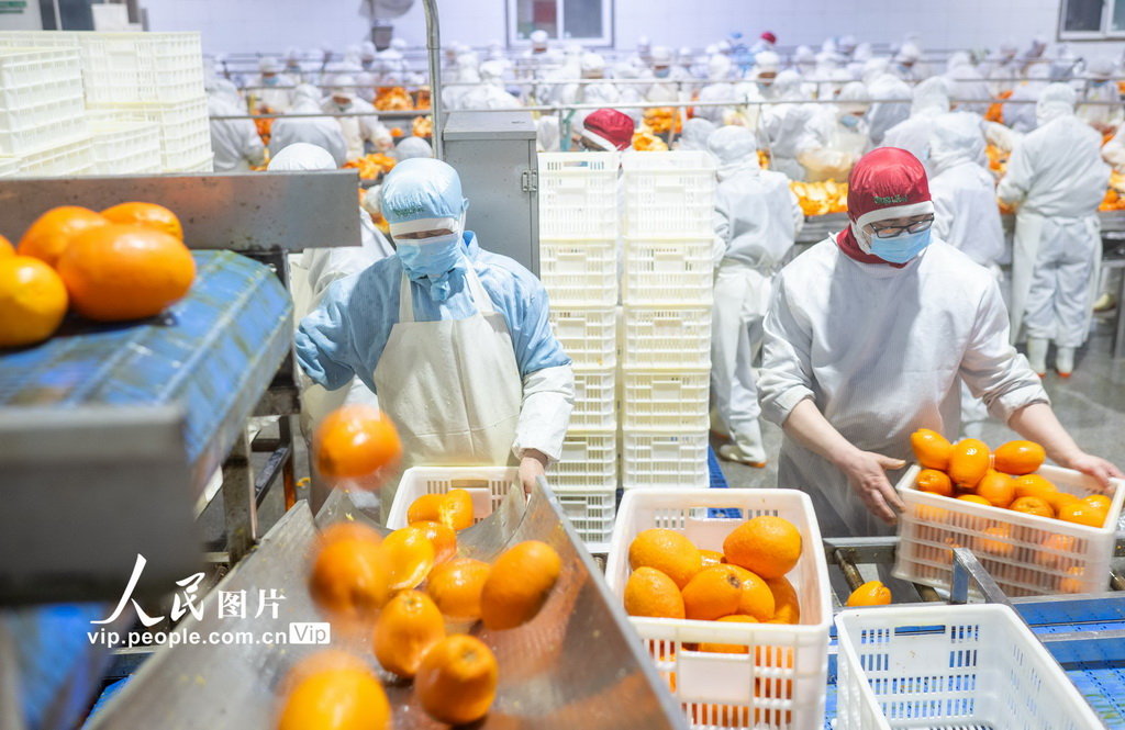 湖北秭归：橙皮深加工 助果农增收【3】