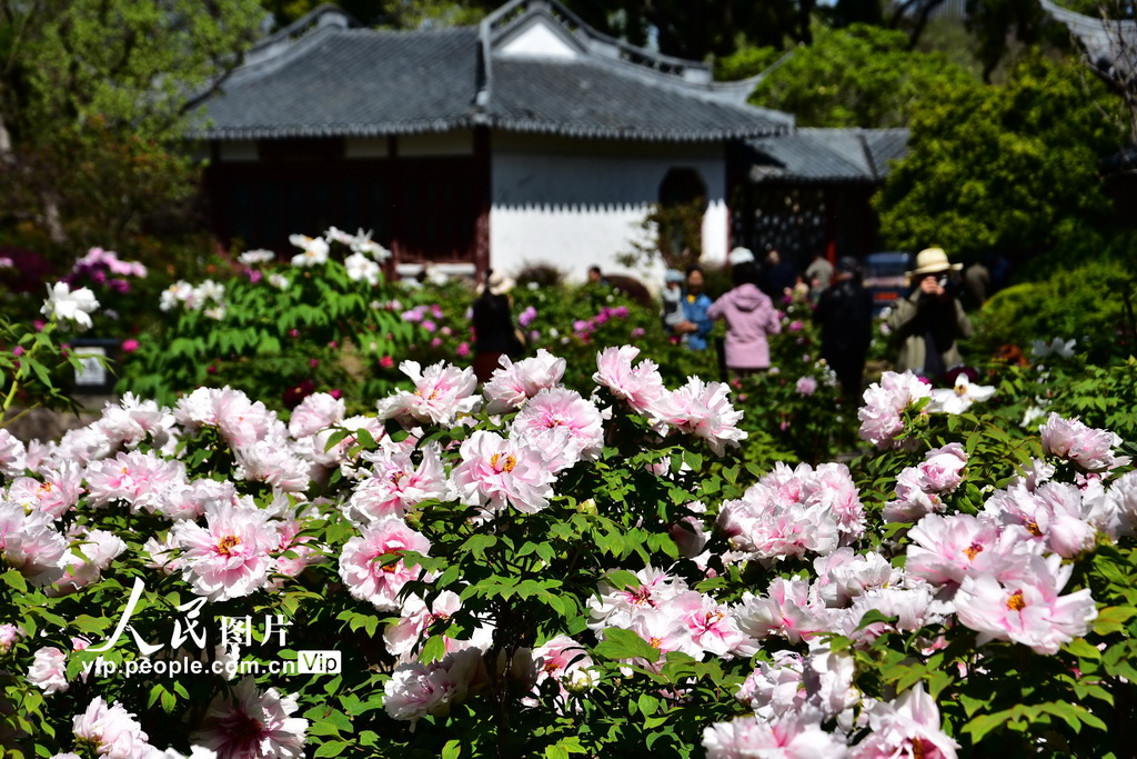 上海植物园牡丹绽放【2】