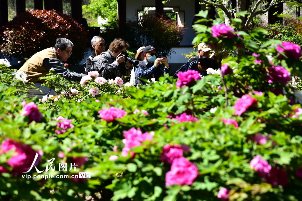 上海植物园牡丹绽放【3】