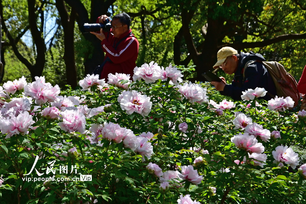 上海植物园牡丹绽放【4】