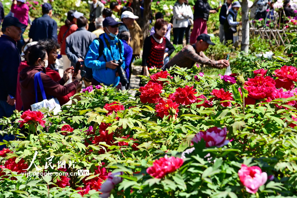 上海植物园牡丹绽放【5】