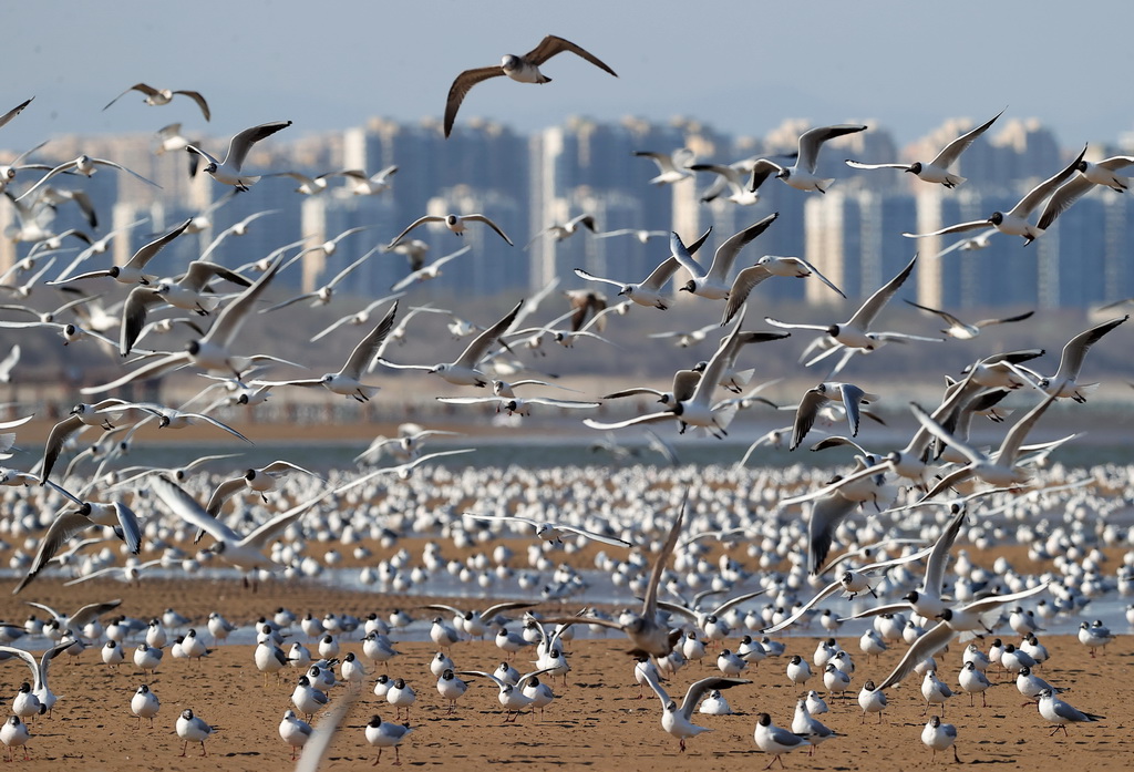 这是4月7日在河北省秦皇岛市北戴河区沿海地区拍摄的海鸥。