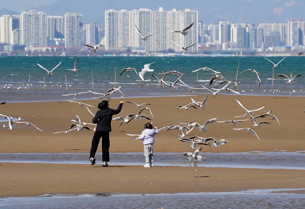 4月7日，游客在河北省秦皇岛市北戴河区沿海地区给海鸥喂食。