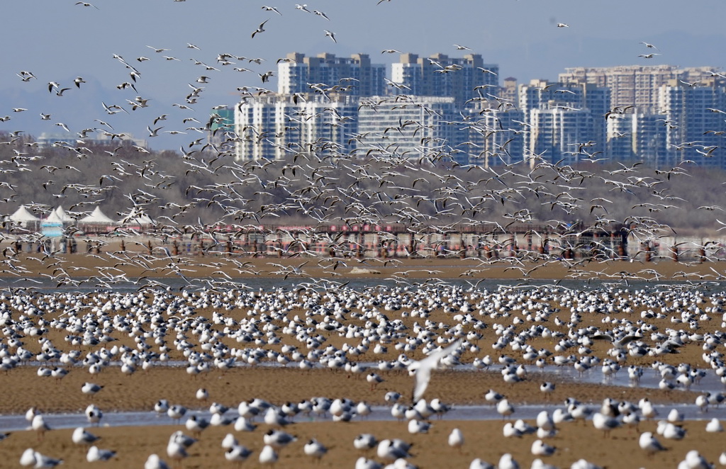 这是4月7日在河北省秦皇岛市北戴河区沿海地区拍摄的海鸥。