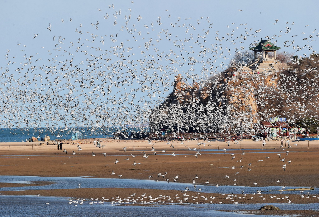 4月7日，游客在河北省秦皇岛市北戴河区沿海地区观看海鸥飞舞。