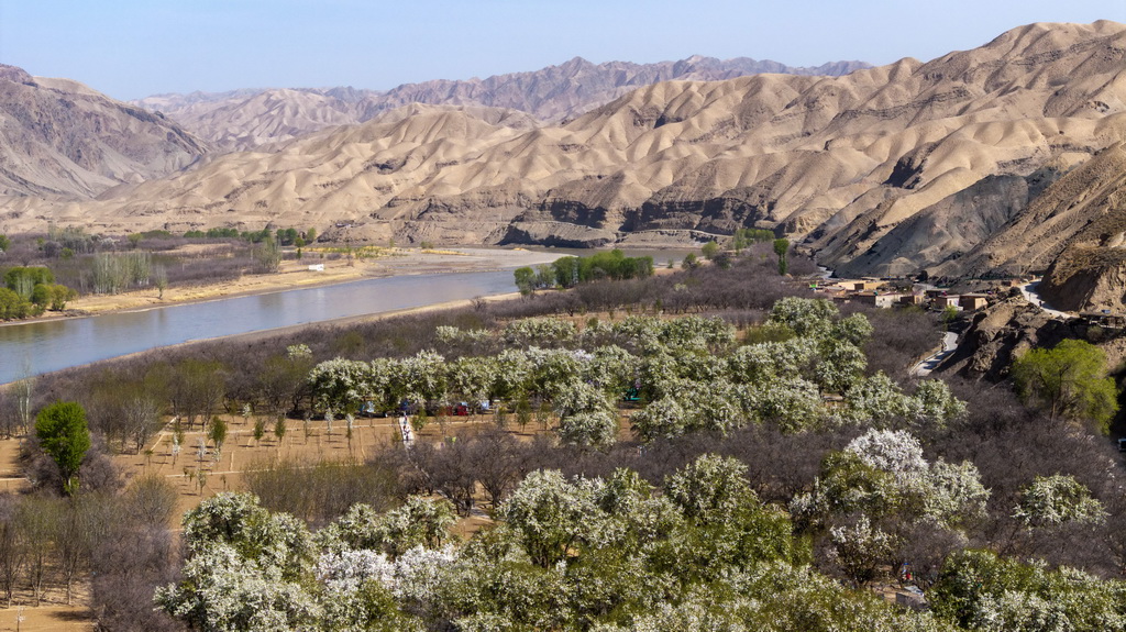 这是4月6日拍摄的南长滩村，村里梨花盛开（无人机照片）。