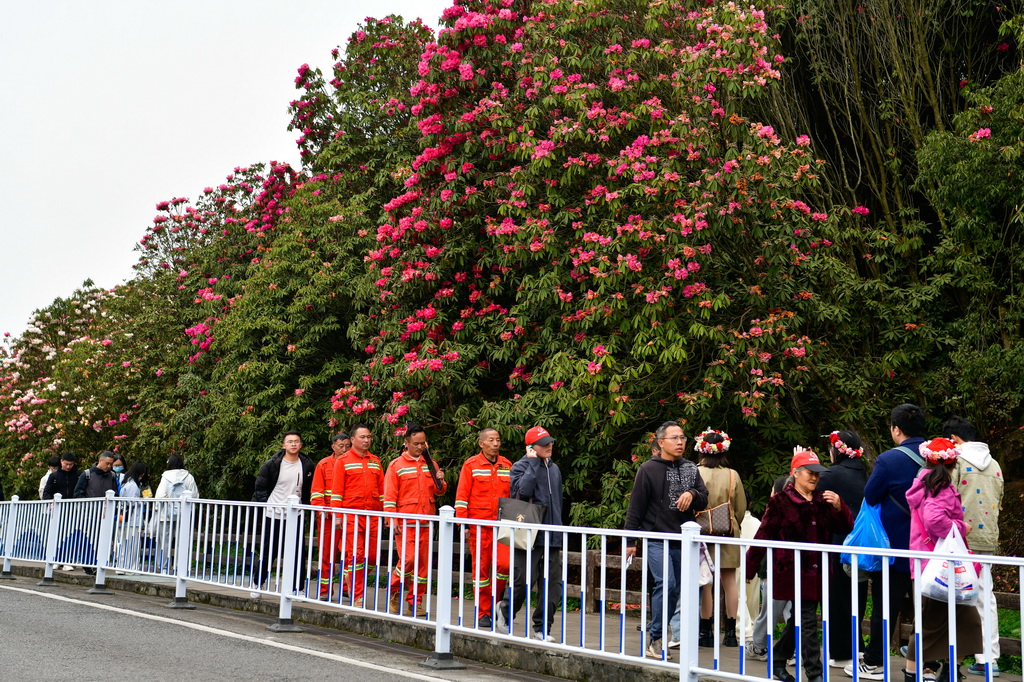 森林防火队员们在贵州百里杜鹃管理区金坡景区巡逻，排查森林火灾隐患（4月2日摄）。