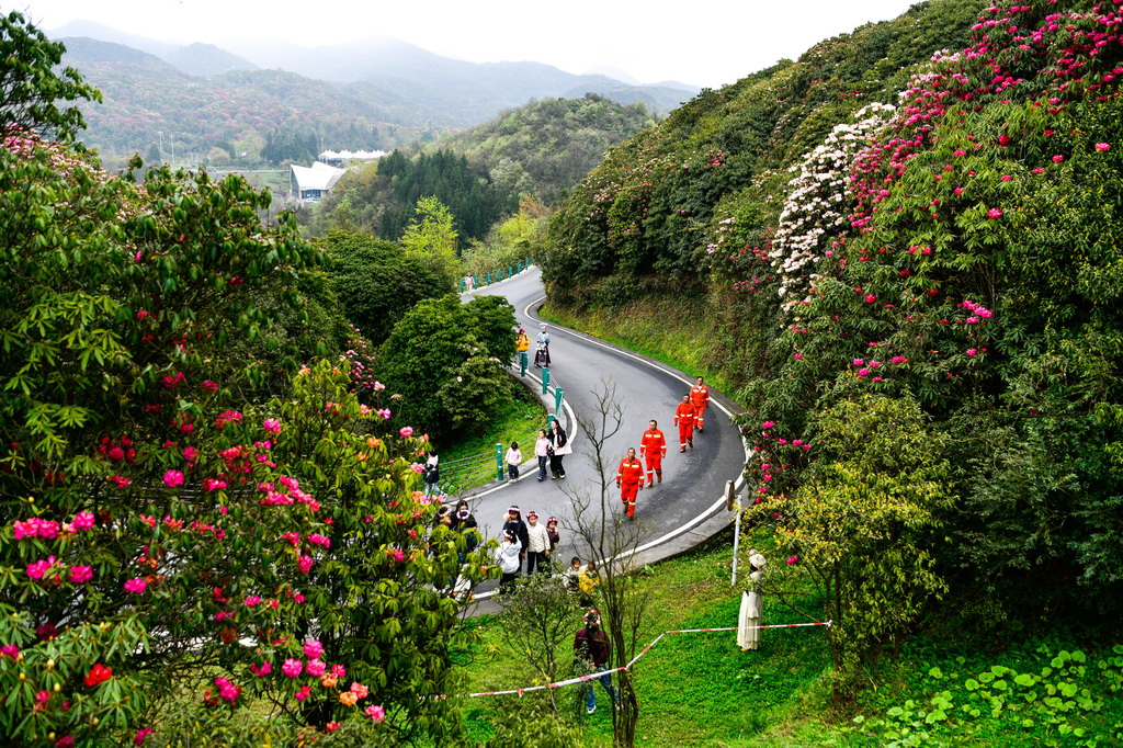 森林防火队员们在贵州百里杜鹃管理区金坡景区巡逻,排查森林火灾隐患(4月2日摄)。